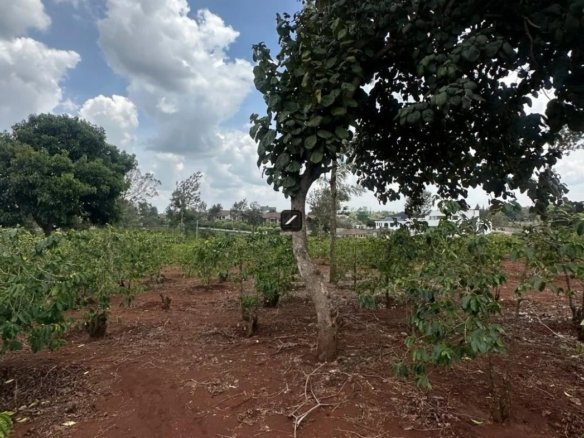 0.5 acre Land For Sale in Runda